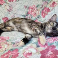 Photo of Rainbow Cabbage 🌈