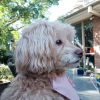 Photo of Dolce