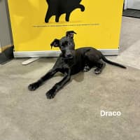 Photo of Draco