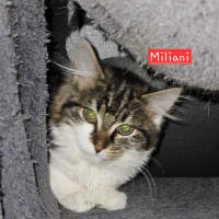 Photo of Maliani **2nd Chance Cat Rescue**