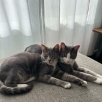 Photo of Louis **2nd Chance Cat Rescue**