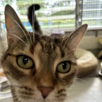 Photo of Luna