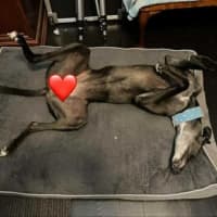 Photo of Meli, The Greyhound
