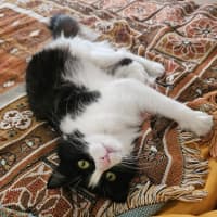 Photo of Zuri