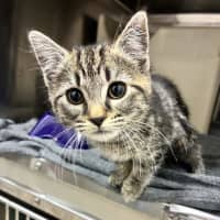 Photo of Cinnamon