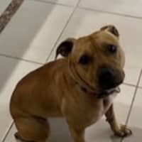 Photo of Lola