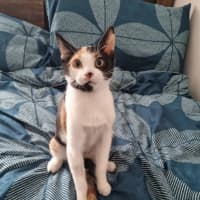 Photo of Callie Bean