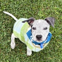 Photo of Louie   9 Week Old Cattle X English Staffy