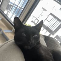 Photo of Toothless Dragon
