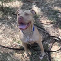 Photo of Nala