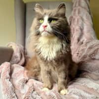 Photo of Jasper   In Foster Care In Templestowe