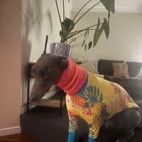 Photo of Juno The Greyhound 