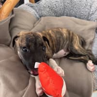 Photo of Luna   9 Week Old Ridgeback X