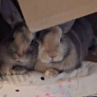 Photo of Qutie & Quince