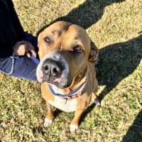 Photo of Honey