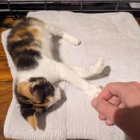 Photo of Shortbread