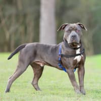 Photo of Rico