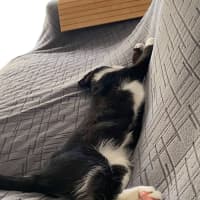 Photo of Fig