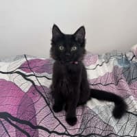 Photo of Lychee