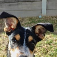 Photo of Parker