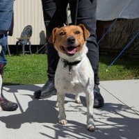 Photo of Rosie & Athos