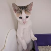 Photo of Bella