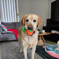 Photo of Ferris