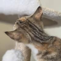 Photo of Toffee   In Foster Care In Healsville