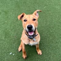 Photo of Roo