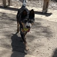 Photo of Indie