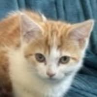 Photo of Viper **2nd Chance Cat Rescue**