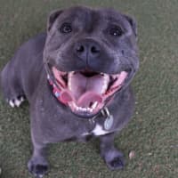 Photo of Rowdy