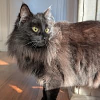 Photo of Truffles