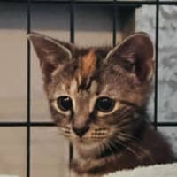 Photo of Trix