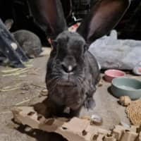 Photo of Cutiepies Lola & Thumper