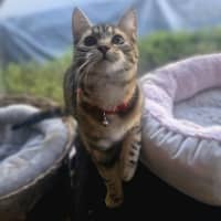 Photo of Chloe   Located In Wallan