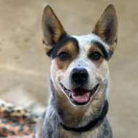 Photo of Maverick