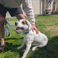 Photo of Kimba 