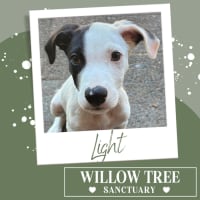 Photo of Light