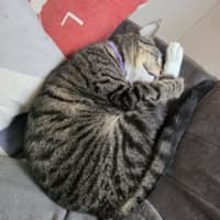 Photo of Finely