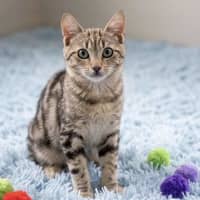 Photo of Puddles