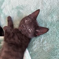 Photo of Luci