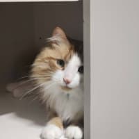 Photo of Baxter