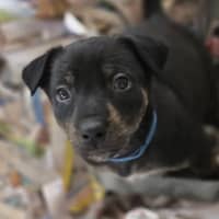 Photo of The Swedish Chef 