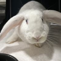 Photo of Dumbo *Available At Petstock Milperra*