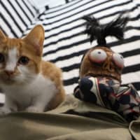 Photo of Four Beetlejuice Kittens!