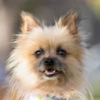 Photo of Jinx Everhart