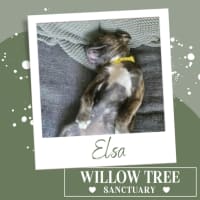 Photo of Elsa