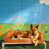 Photo of D1157 Sarge