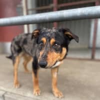 Photo of Buddy